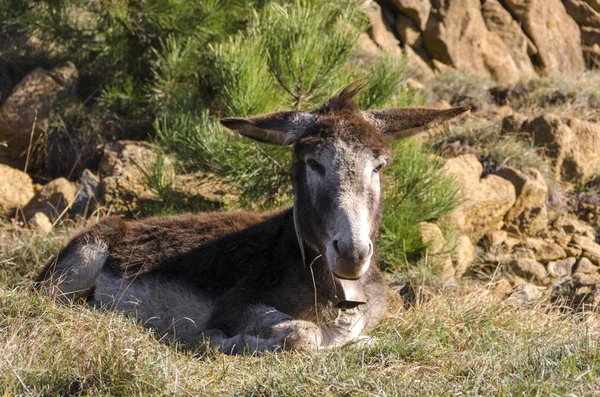 Esel Auf Einer Wiese Praglia Plateau Ligurien Italien — Stockfoto