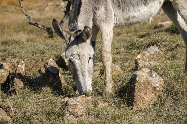 Esel Auf Einer Wiese Praglia Plateau Ligurien Italien — Stockfoto