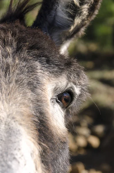 Burro Prado Meseta Praglia Liguria Italia — Foto de Stock