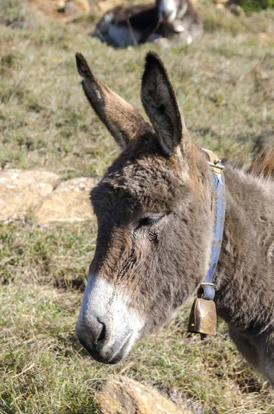 Burro Prado Meseta Praglia Liguria Italia —  Fotos de Stock