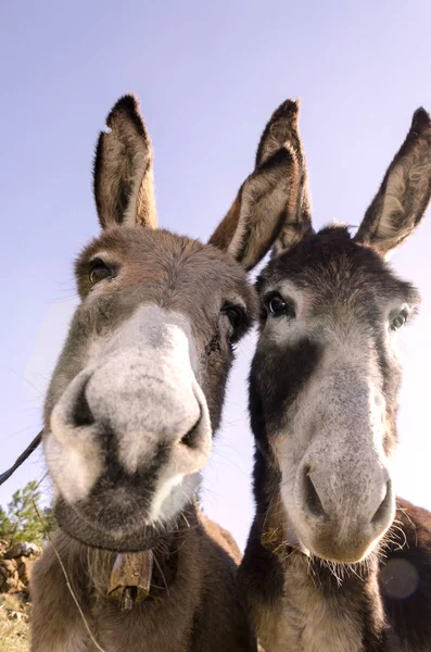 Burro Prado Meseta Praglia Liguria Italia — Foto de Stock