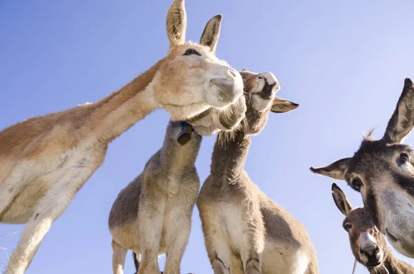 Burro Prado Meseta Praglia Liguria Italia — Foto de Stock