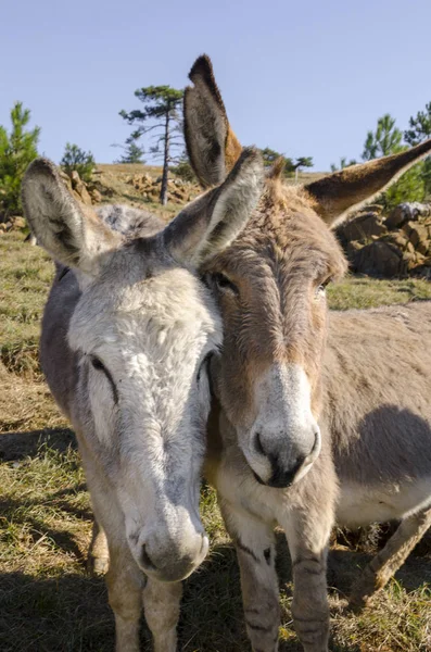 Donkey Meadow Praglia Plateau Liguria Italy — Stock Photo, Image