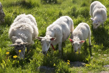 Norveç'teki Lofoten adalarında Andenes tropikal plajda koyun ile genel bakış 