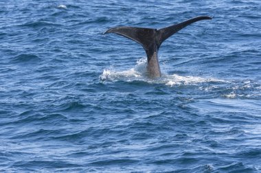 Andenes Lofoten Adaları Norveç'te de, dalış sırasında bir balina kuyruğu