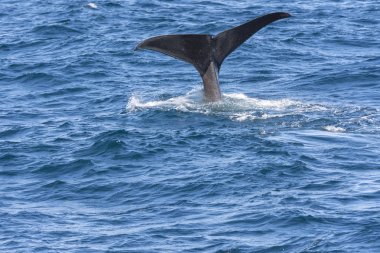 Andenes Lofoten Adaları Norveç'te de, dalış sırasında bir balina kuyruğu