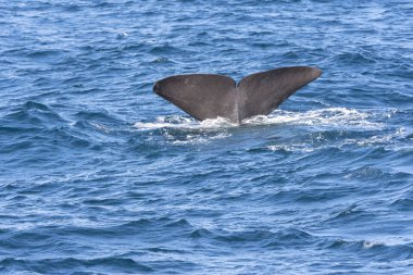 Andenes Lofoten Adaları Norveç'te de, dalış sırasında bir balina kuyruğu