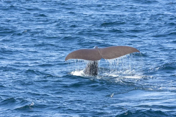 Tail Whale While Diving Andenes Lofoten Islands Norway — Stock Photo, Image