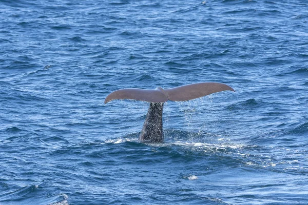 Ουρά Του Μια Φάλαινα Ενώ Καταδύσεις Στο Andenes Στα Νησιά — Φωτογραφία Αρχείου