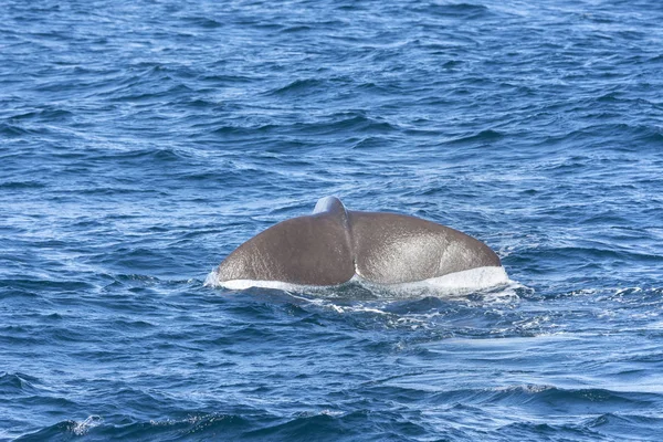 Queue Une Baleine Plongeant Andenes Aux Îles Lofoten Norvège — Photo