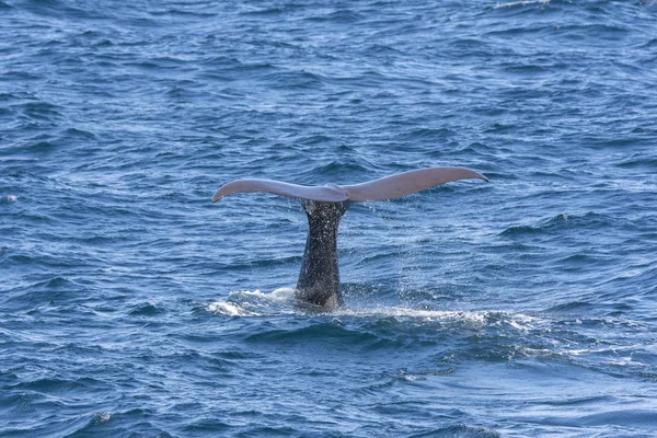 Tail Whale While Diving Andenes Lofoten Islands Norway — Stock Photo, Image