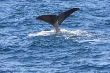 Andenes Lofoten Adaları Norveç'te de, dalış sırasında bir balina kuyruğu