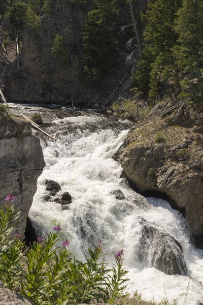 Conducción Del Cañón Hoguera Parque Nacional Yellowstone Wyoming —  Fotos de Stock