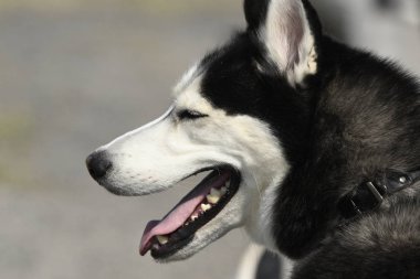 Yellowstone milli parkında bir köpek Sibirya husky yakın çekim