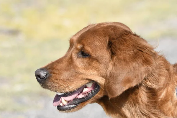 Primer Plano Perro Golden Retriever Parque Nacional Yellowstone — Foto de Stock