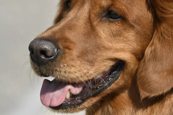 Primer Plano Perro Golden Retriever Parque Nacional Yellowstone — Foto de Stock