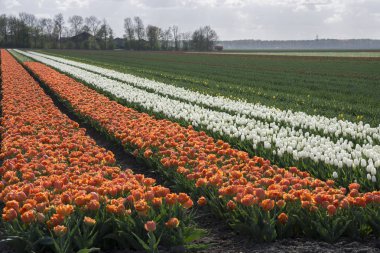 Hollanda'da Flevoland bir alanda renkli laleler