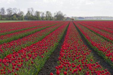 Hollanda'da Flevoland bir alanda renkli laleler