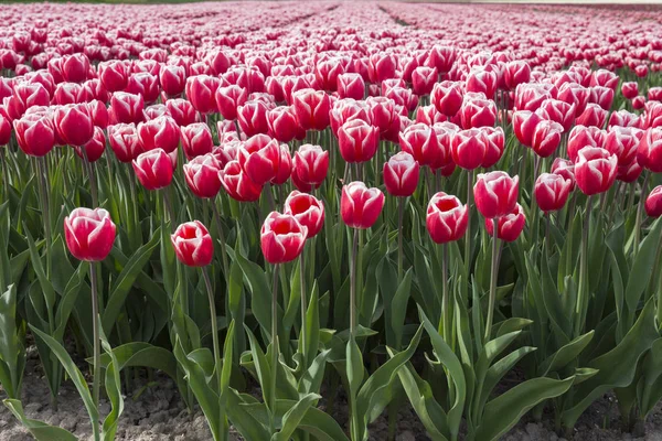 Bunte Tulpen Auf Einem Feld Flevoland Holland — Stockfoto