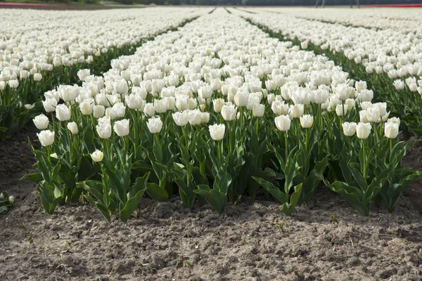 Tulipanes Coloridos Campo Flevoland Holanda Imagen de stock