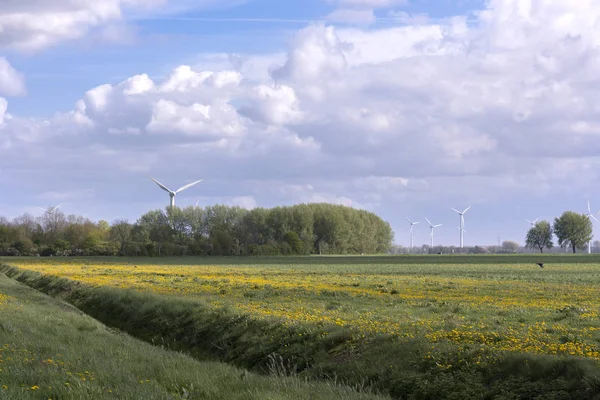 Krajina Větrnými Turbínami Tulipány Provincii Flevoland Holandsku — Stock fotografie