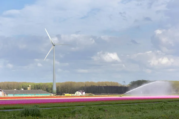 Krajobraz Turbin Wiatrowych Tulipanów Flevoland Holandii — Zdjęcie stockowe