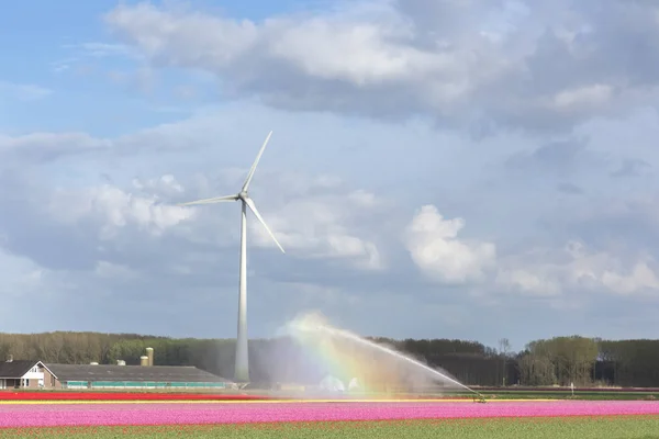 Paysage Avec Éoliennes Tulipes Dans Flevoland Hollande — Photo