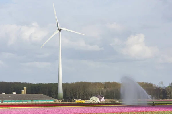 Landskap Med Vindturbiner Och Tulpaner Flevoland Holland — Stockfoto