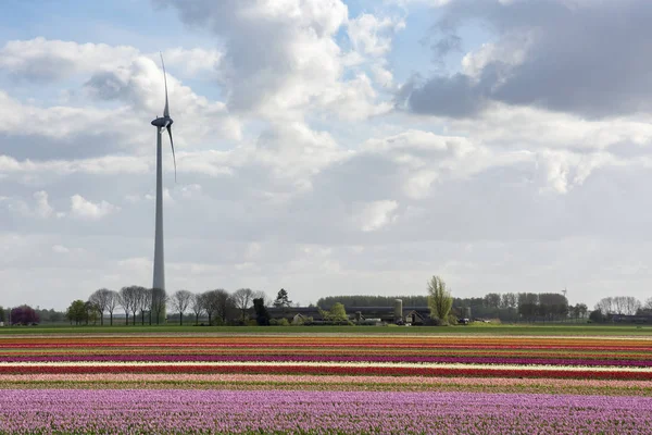 Krajobraz Turbin Wiatrowych Tulipanów Flevoland Holandii — Zdjęcie stockowe