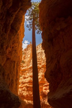 landscape navajo loop trail bryce canyon in the united states of america clipart
