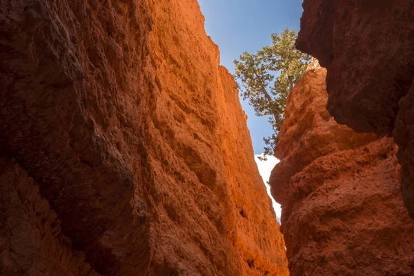 Landschap Navajo Loop Trail Bryce Canyon Verenigde Staten Van Amerika — Stockfoto