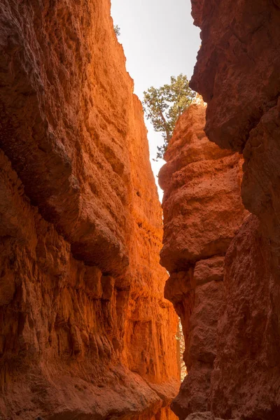 Landschap Navajo Loop Trail Bryce Canyon Verenigde Staten Van Amerika — Stockfoto