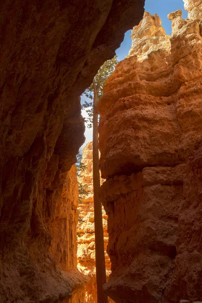 Landskab Navajo Loop Trail Bryce Canyon Usa - Stock-foto