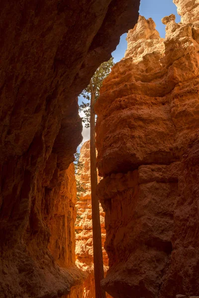 Landscape Navajo Loop Trail Bryce Canyon United States America — Stock Photo, Image