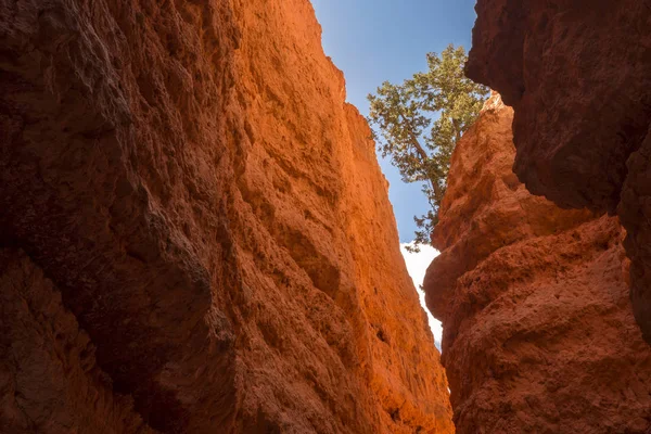 Landscape Bryce Canyon United States America — Stock Photo, Image