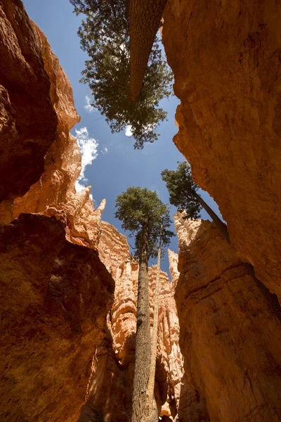 Paisaje Cañón Bryce Los Estados Unidos América — Foto de Stock