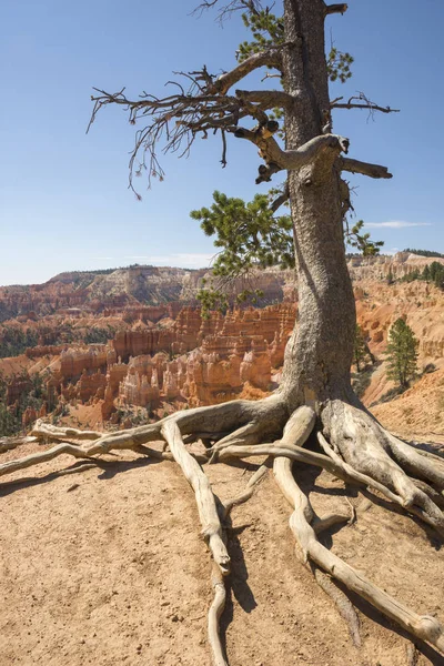 Fák Bryce Canyon Amerikai Egyesült Államok — Stock Fotó