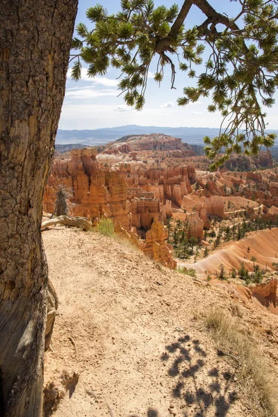 Trees Bryce Canyon United States America — Stock Photo, Image