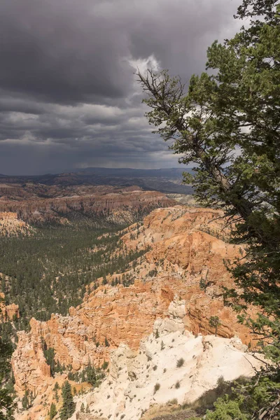 Fák Bryce Canyon Amerikai Egyesült Államok — Stock Fotó