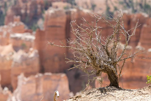 Paisaje Cañón Bryce Los Estados Unidos América — Foto de Stock