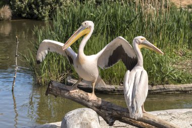 Beyaz pelikana İtalya Close-Up