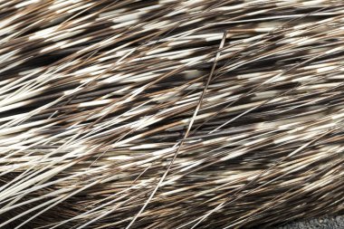 dinlenirken çörek ve kirpi dikenlerinin ayrıntıları