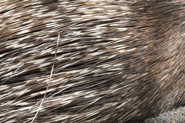 dinlenirken çörek ve kirpi dikenlerinin ayrıntıları