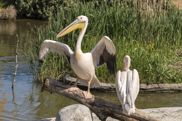 Close White Pelican Italy — Stock Photo, Image