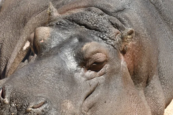 Close Hipopótamo Enquanto Descansa Sol — Fotografia de Stock
