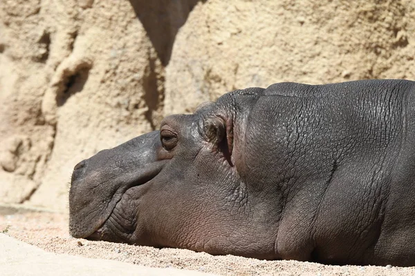 Close Hipopótamo Enquanto Descansa Sol — Fotografia de Stock