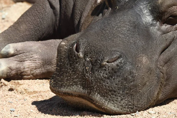 Gros Plan Hippopotame Repos Soleil — Photo