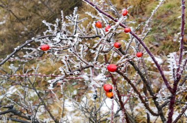 İtalya'da kışın buzlu doğa