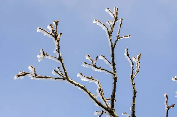 Natura Ghiacciata Inverno Italia — Foto Stock