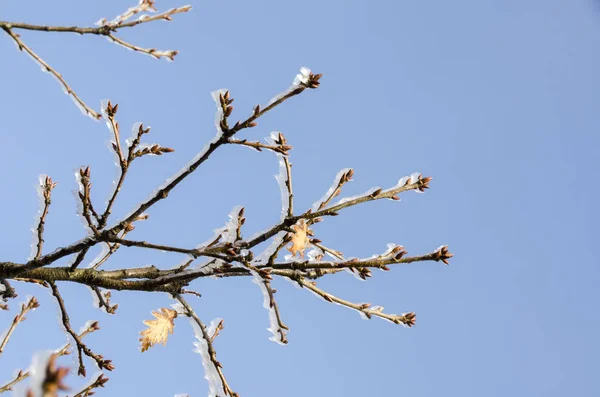 Natura Ghiacciata Inverno Italia — Foto Stock